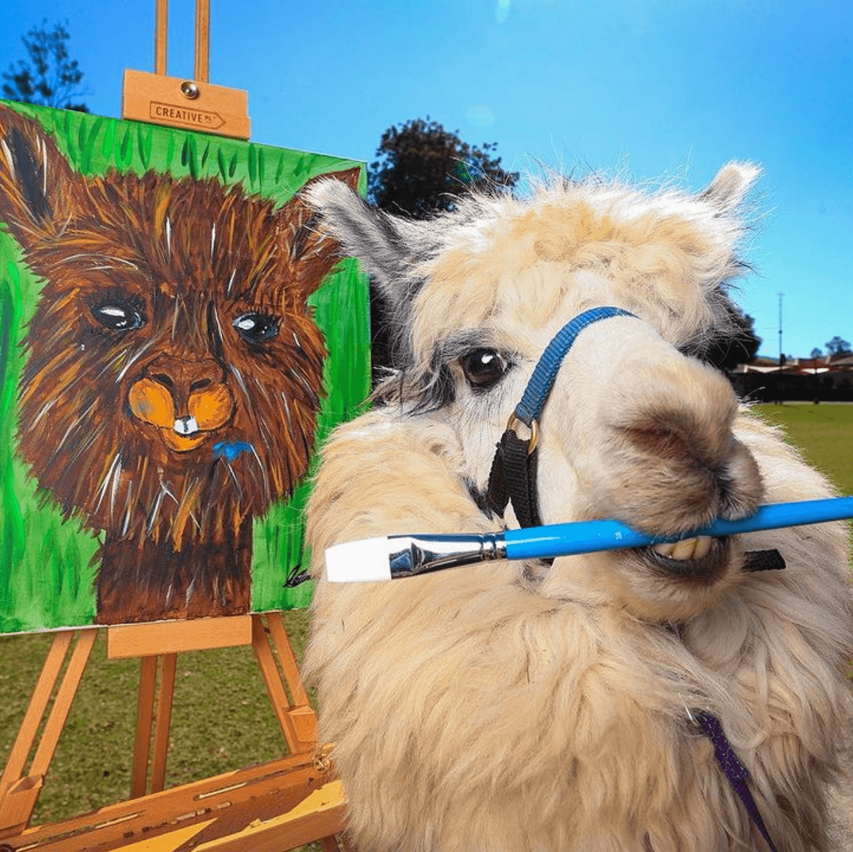 Paint with an alpaca