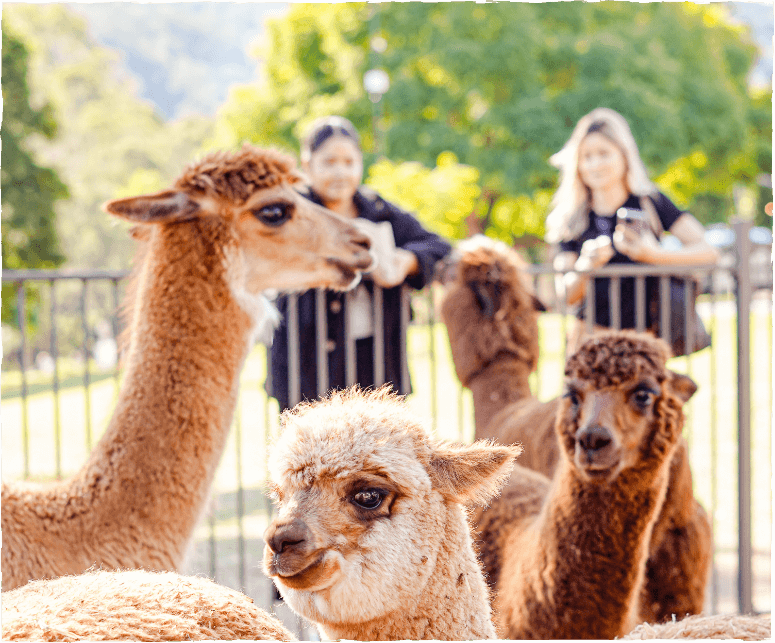 How to Book 1 - Alpaca Farm