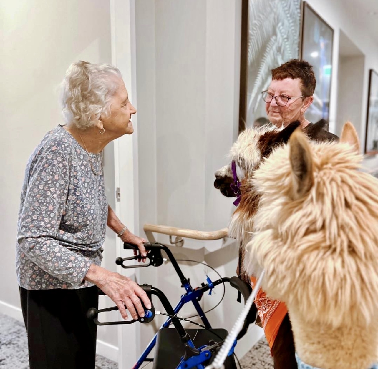 Therapy Alpacas Come to You – Gold Coast